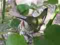 Allens Hummingbird hen on nest with sunspots wide shot Cat.#V14587, 1920x1080 H.264/AVC/AVCHD(.MTS), 8 sec. at 30fps 