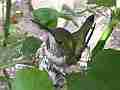 Allens Hummingbird hen on nest with sunspots wide shot Cat.#V14588, 1920x1080 H.264/AVC/AVCHD(.MTS), 9 sec. at 30fps 