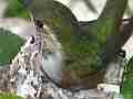 Allens Hummingbird hen getting situated in nest close up Cat.#V14592, 1920x1080 H.264/AVC/AVCHD(.MTS), 15 sec. at 30fps 