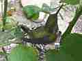Allens Hummingbird hen flies in to nest wide shot Cat.#V14595, 1920x1080 H.264/AVC/AVCHD(.MTS), 9 sec. at 30fps 