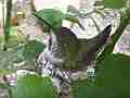 Allens Hummingbird hen in nest looking around Cat.#V14597, 1920x1080 H.264/AVC/AVCHD(.MTS), 9 sec. at 30fps 