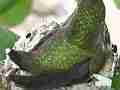 Allens Hummingbird quick hen fly-in super zoom little blurry at 1st Cat.#V14608, 1920x1080 H.264/AVC/AVCHD(.MTS), 12 sec. at 30fps 