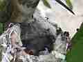 Allens Hummingbird feeding chick and throwing bad egg out of nest Cat.#V14615, 1920x1080 H.264/AVC/AVCHD(.MTS), 64 sec. at 30fps 
