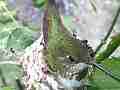 Allens Hummingbird Hen resting close and super clear Cat.#V14720, 1920x1080 H.264/AVC/AVCHD(.MTS), 22 sec. at 30fps 