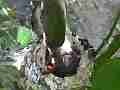 Allens Hummingbird Good close-up feed and sitting Cat.#V14724, 1920x1080 H.264/AVC/AVCHD(.MTS), 43 sec. at 30fps 