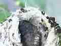 Allens Hummingbird Chick resting close-up Cat.#V14730, 1920x1080 H.264/AVC/AVCHD(.MTS), 15 sec. at 30fps 