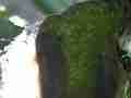 Allens Hummingbird fly-in nest building zoom out fly-off Cat.#V14746, 1920x1080 H.264/AVC/AVCHD(.MTS), 36 sec. at 30fps 