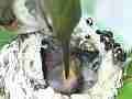 Allens Hummingbird feeding with sit and fly-off Cat.#V14762, 1920x1080 H.264/AVC/AVCHD(.MTS), 45 sec. at 30fps 