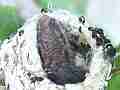Allens Hummingbird Chick pooping Cat.#V14770, 1920x1080 H.264/AVC/AVCHD(.MTS), 16 sec. at 30fps 