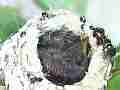 Allens Hummingbird Good fly-in feed sit and fly-off Cat.#V14778, 1920x1080 H.264/AVC/AVCHD(.MTS), 75 sec. at 30fps 