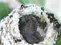 Allens Hummingbird Chick moving around good close-up Cat.#V14780, 1920x1080 H.264/AVC/AVCHD(.MTS), 17 sec. at 30fps 