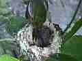 Allens Hummingbird feed and sit with looking around Cat.#V14782, 1920x1080 H.264/AVC/AVCHD(.MTS), 76 sec. at 30fps 