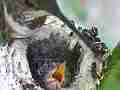 Allens Hummingbird Feeding Cat.#V14788, 1920x1080 H.264/AVC/AVCHD(.MTS), 41 sec. at 30fps 