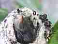 Allens Hummingbird Chick squirming around Cat.#V14789, 1920x1080 H.264/AVC/AVCHD(.MTS), 35 sec. at 30fps 
