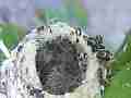 Allens Hummingbird Chick resting Cat.#V14803, 1920x1080 H.264/AVC/AVCHD(.MTS), 7 sec. at 30fps 