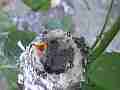 Allens Hummingbird Chick resting Cat.#V14821, 1920x1080 H.264/AVC/AVCHD(.MTS), 2 sec. at 30fps 