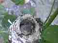 Allens Hummingbird Chick squirming Cat.#V14824, 1920x1080 H.264/AVC/AVCHD(.MTS), 7 sec. at 30fps 