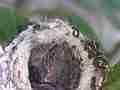 Allens Hummingbird Chick resting Cat.#V14836, 1920x1080 H.264/AVC/AVCHD(.MTS), 8 sec. at 30fps 