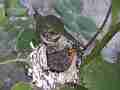 Allens Hummingbird Great zoomed feeding and long sit-on Cat.#V14841, 1920x1080 H.264/AVC/AVCHD(.MTS), 132 sec. at 30fps 