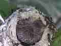 Allens Hummingbird Chick resting Cat.#V14844, 1920x1080 H.264/AVC/AVCHD(.MTS), 7 sec. at 30fps 