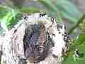 Allens Hummingbird Chick squirming Cat.#V14864, 1920x1080 H.264/AVC/AVCHD(.MTS), 6 sec. at 30fps 