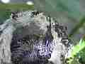 Allens Hummingbird Chick resting sticks tongue out gusty wind Cat.#V14870, 1920x1080 H.264/AVC/AVCHD(.MTS), 8 sec. at 30fps 