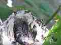 Allens Hummingbird Chick moving in gusty wind Cat.#V14873, 1920x1080 H.264/AVC/AVCHD(.MTS), 17 sec. at 30fps 