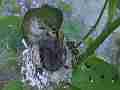 Allens Hummingbird Feeding and fly-off Cat.#V14880, 1920x1080 H.264/AVC/AVCHD(.MTS), 10 sec. at 30fps 