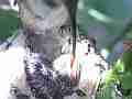 Allens Hummingbird chick feeding in sunny spot with fly-off Cat.#V14882, 1920x1080 H.264/AVC/AVCHD(.MTS), 58 sec. at 30fps 