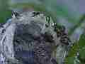 Allens Hummingbird chick squirming-resting Cat.#V14887, 1920x1080 H.264/AVC/AVCHD(.MTS), 8 sec. at 30fps 