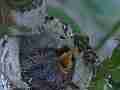 Allens Hummingbird chick feeding with fly-off Cat.#V14889, 1920x1080 H.264/AVC/AVCHD(.MTS), 44 sec. at 30fps 