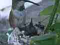 Allens Hummingbird chick feeding low wide angle Cat.#V14893, 1920x1080 H.264/AVC/AVCHD(.MTS), 30 sec. at 30fps 