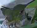 Allens Hummingbird hen on nest with chick poking out and fly-off Cat.#V14897, 1920x1080 H.264/AVC/AVCHD(.MTS), 35 sec. at 30fps 