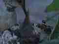 Allens Hummingbird Chick feeding zoomed low angle Cat.#V14906, 1920x1080 H.264/AVC/AVCHD(.MTS), 17 sec. at 30fps 