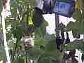 Allens Hummingbird GoPro Wide Angle Fly-in V14916 Cat.#V14916, 1280x720 H.264/MPEG-4 AVC/avc1(.MP4), 11 sec. at 119.89fps 