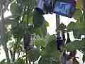 Allens Hummingbird GoPro Wide Angle feeding V14917 Cat.#V14917, 1280x720 H.264/MPEG-4 AVC/avc1(.MP4), 12 sec. at 119.89fps 
