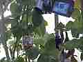 Allens Hummingbird GoPro Wide Angle buzzy chirpy (no bird) good for audio V14918 Cat.#V14918, 1280x720 H.264/MPEG-4 AVC/avc1(.MP4), 15 sec. at 119.89fps 