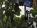 Allens Hummingbird GoPro Wide Angle feeding V14921 Cat.#V14921, 1280x720 H.264/MPEG-4 AVC/avc1(.MP4), 17 sec. at 119.89fps 