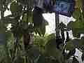 Allens Hummingbird GoPro Wide Angle feeding V14923 Cat.#V14923, 1280x720 H.264/MPEG-4 AVC/avc1(.MP4), 12 sec. at 119.89fps 