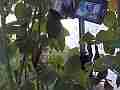 Allens Hummingbird GoPro Wide Angle feeding V14930 Cat.#V14930, 1280x720 H.264/MPEG-4 AVC/avc1(.MP4), 15 sec. at 119.89fps 