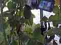 Allens Hummingbird GoPro Wide Angle long feeding V14931 Cat.#V14931, 1280x720 H.264/MPEG-4 AVC/avc1(.MP4), 39 sec. at 119.89fps 
