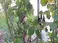 Allens Hummingbird GoPro Wide Angle feeding wide V14933 Cat.#V14933, 848x480 H.264/MPEG-4 AVC/avc1(.MP4), 28 sec. at 240.038fps 