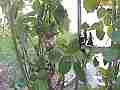 Allens Hummingbird GoPro Wide Angle Fly-in feed zoomed V14939 Cat.#V14939, 1280x720 H.264/MPEG-4 AVC/avc1(.MP4), 21 sec. at 119.89fps 