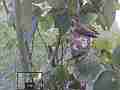 Allens Hummingbird GoPro Wide Angle repositioning and sit zoomed V14941 Cat.#V14941, 1280x720 H.264/MPEG-4 AVC/avc1(.MP4), 32 sec. at 119.89fps 