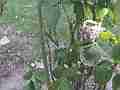 Allens Hummingbird GoPro Wide Angle Chick moving in nest wide angle V14946 Cat.#V14946, 1280x720 H.264/MPEG-4 AVC/avc1(.MP4), 23 sec. at 119.89fps 
