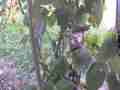 Allens Hummingbird GoPro Wide Angle repositioning sit zoomed V14942 Cat.#V14942, 1280x720 H.264/MPEG-4 AVC/avc1(.MP4), 12 sec. at 119.89fps 