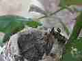 Allens Hummingbird Chick resting Cat.#V14970, 1920x1080 H.264/AVC/AVCHD(.MTS), 14 sec. at 30fps 
