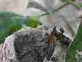 Allens Hummingbird Chick resting Cat.#V14971, 1920x1080 H.264/AVC/AVCHD(.MTS), 11 sec. at 30fps 