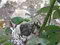 Allens Hummingbird Chick resting with buzzy chirpy hen nearby Cat.#V14972, 1920x1080 H.264/AVC/AVCHD(.MTS), 8 sec. at 30fps 