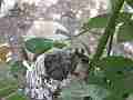 Allens Hummingbird Chick resting with buzzy chirpy hen nearby Cat.#V14973, 1920x1080 H.264/AVC/AVCHD(.MTS), 10 sec. at 30fps 
